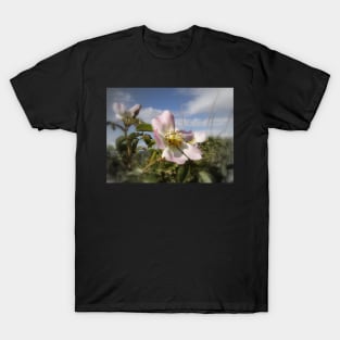 old-fashioned roses by Fox Creek & Columbia River 7 T-Shirt